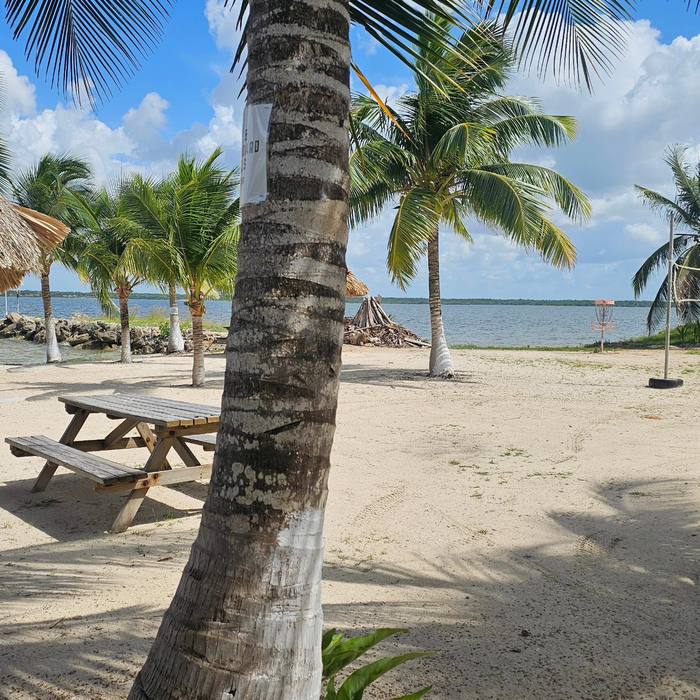 Looking out from under the palms