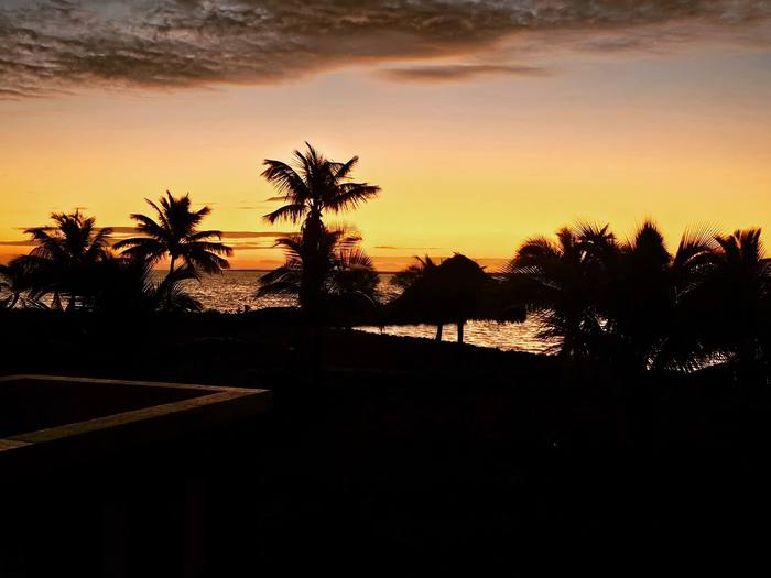 Last light through the palms
